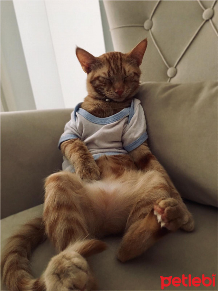 Sarman, Kedi  Kaju fotoğrafı