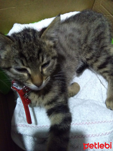 Tekir Kedi, Kedi  Tarcin fotoğrafı