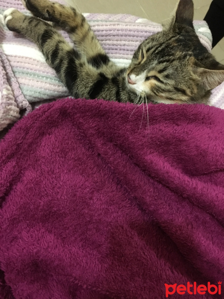 Tekir Kedi, Kedi  Tantuni fotoğrafı