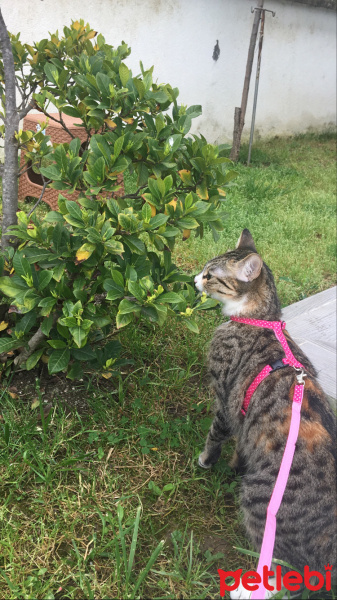 Tekir Kedi, Kedi  Tantuni fotoğrafı