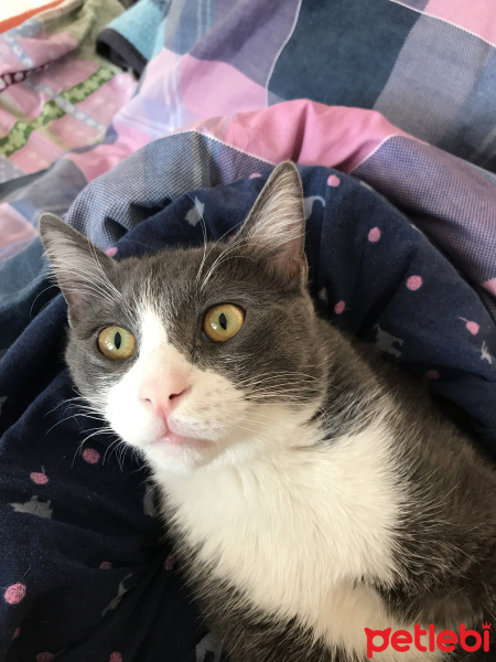 Tekir Kedi, Kedi  Karen fotoğrafı