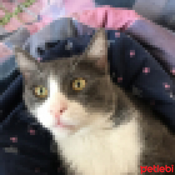 Tekir Kedi, Kedi  Karen fotoğrafı
