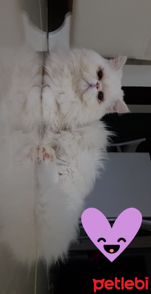 İran Kedisi (Persian), Kedi  Bubbi fotoğrafı