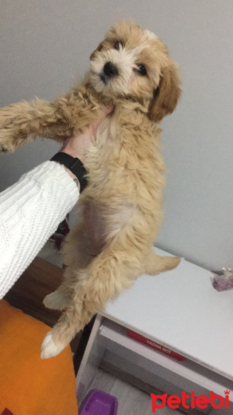 Maltese, Köpek  jessica fotoğrafı
