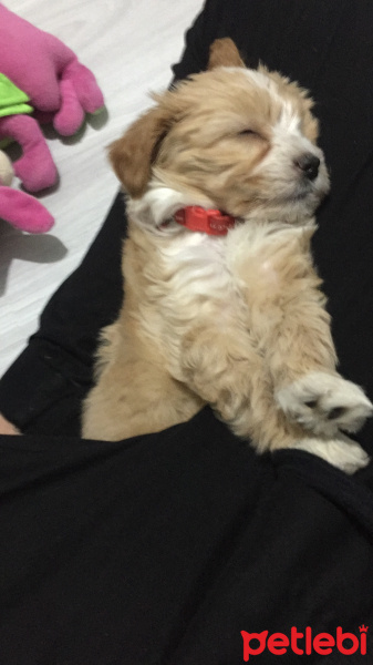 Maltese, Köpek  jessica fotoğrafı