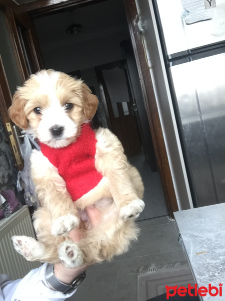 Maltese, Köpek  jessica fotoğrafı