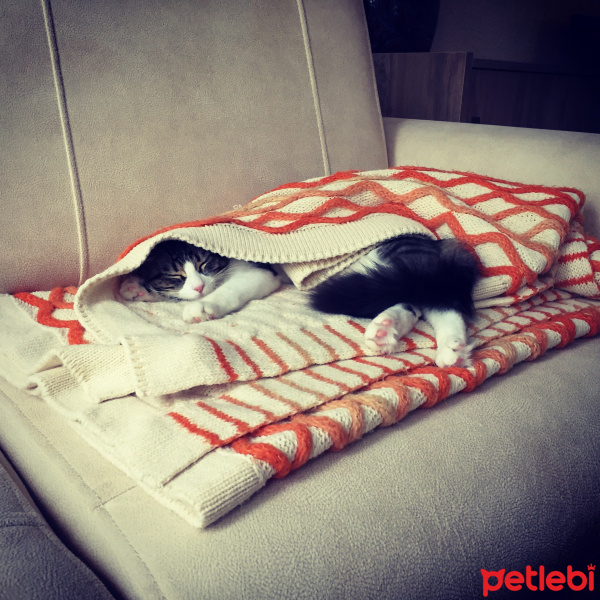 Tekir Kedi, Kedi  Pamuk fotoğrafı