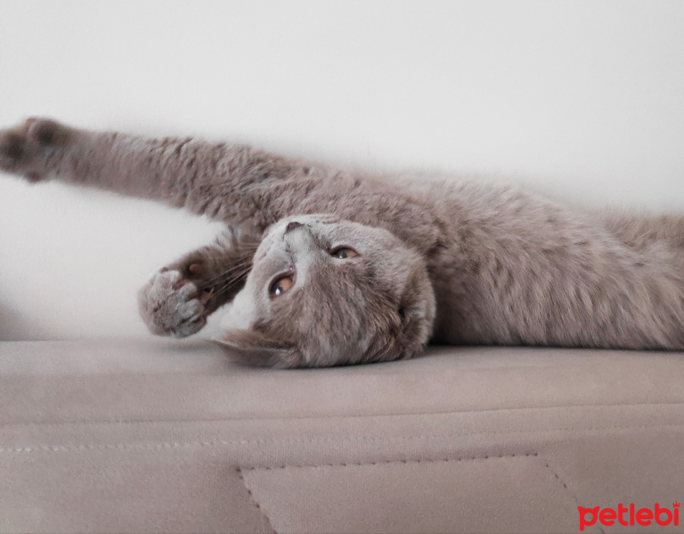 British Shorthair, Kedi  Duman fotoğrafı