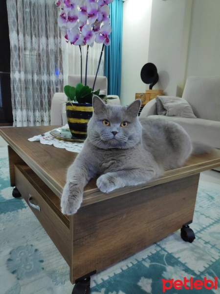 British Shorthair, Kedi  Duman fotoğrafı