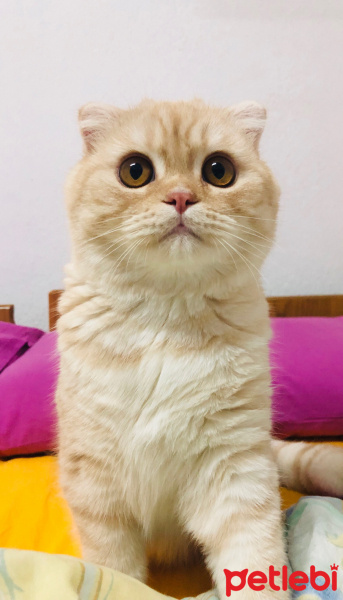 Scottish Fold, Kedi  Mars fotoğrafı