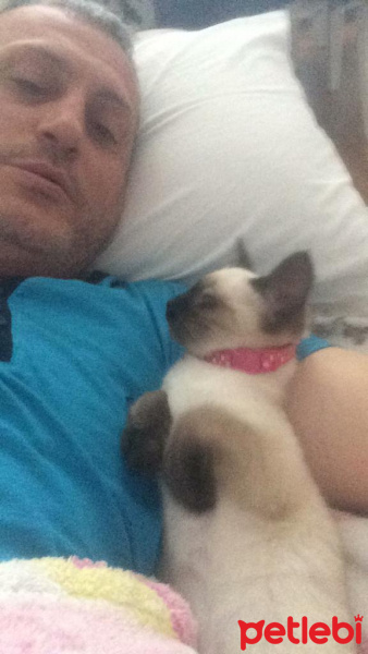 Siyam Kedisi, Kedi  Maviş fotoğrafı