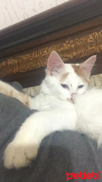 Tekir Kedi, Kedi  Şefik fotoğrafı
