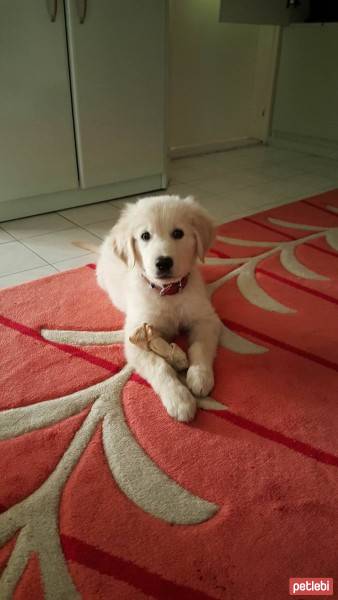 Golden Retriever, Köpek  toprak fotoğrafı