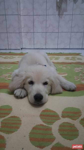 Golden Retriever, Köpek  toprak fotoğrafı