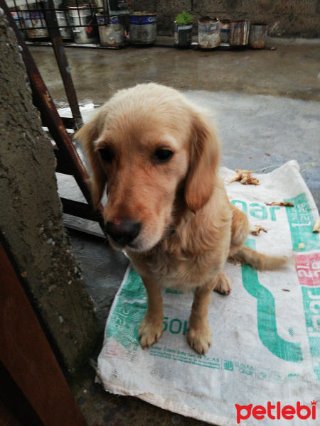 Golden Retriever, Köpek  golden fotoğrafı