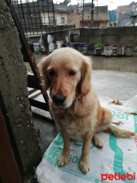 Golden Retriever, Köpek  golden fotoğrafı