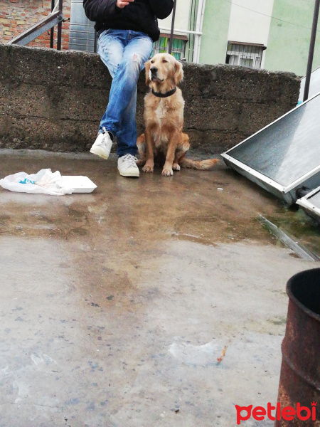 Golden Retriever, Köpek  golden fotoğrafı