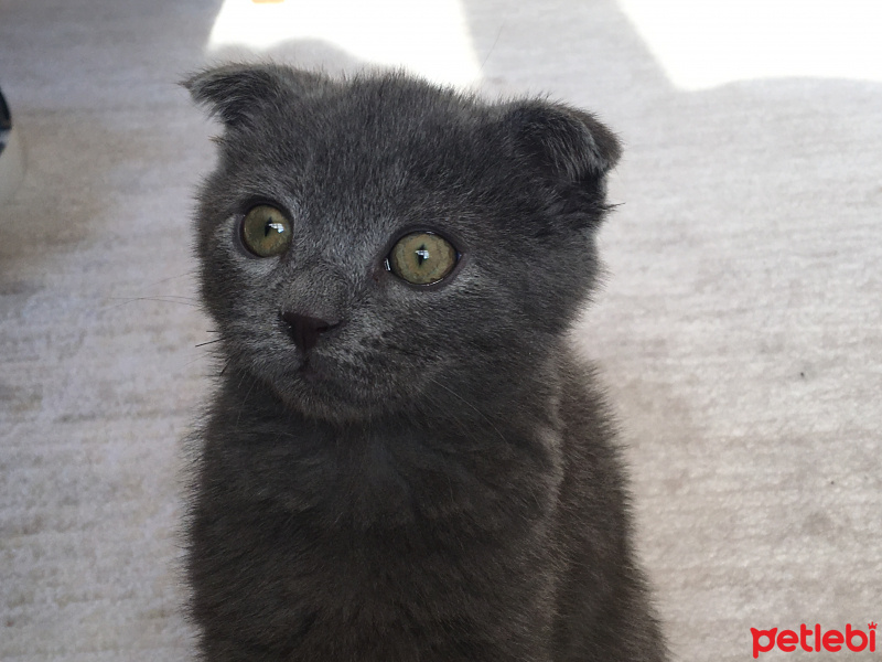 Scottish Fold, Kedi  Kartuş fotoğrafı