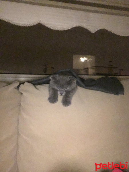 Scottish Fold, Kedi  Kartuş fotoğrafı