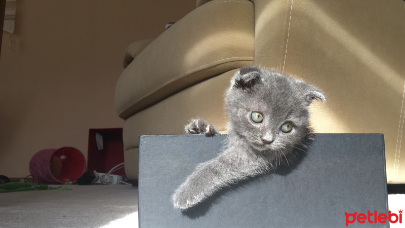 Scottish Fold, Kedi  Kartuş fotoğrafı