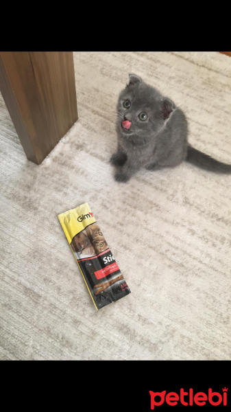 Scottish Fold, Kedi  Kartuş fotoğrafı