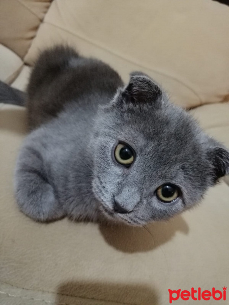 Scottish Fold, Kedi  Kartuş fotoğrafı