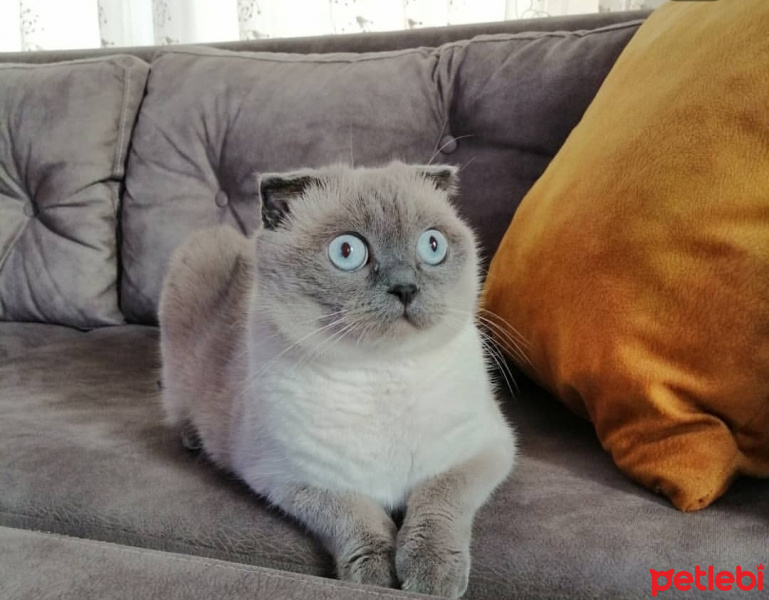Scottish Fold, Kedi  Kartuş fotoğrafı