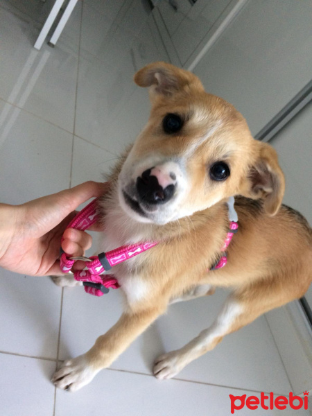 Jack Russell Terrier, Köpek  Leydi fotoğrafı