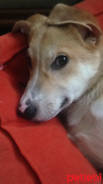 Jack Russell Terrier, Köpek  Leydi fotoğrafı