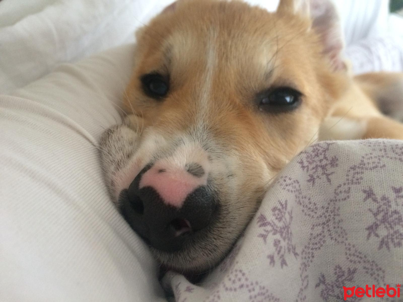 Jack Russell Terrier, Köpek  Leydi fotoğrafı