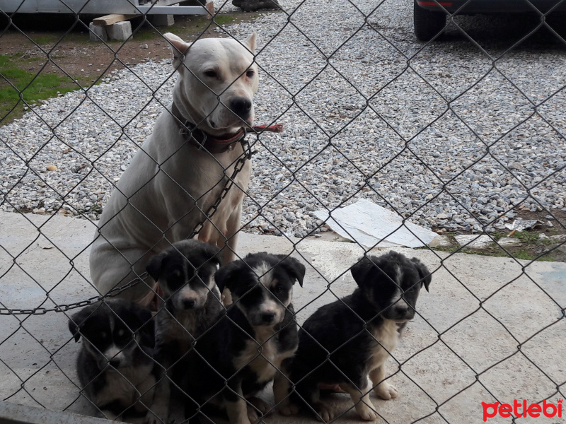 Dogo Arjantin, Köpek  bebişler fotoğrafı