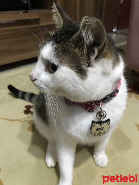 Tekir Kedi, Kedi  MİA fotoğrafı