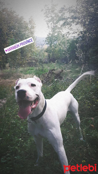 Dogo Arjantin, Köpek  Zed fotoğrafı
