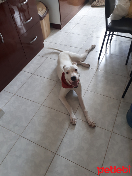 Dogo Arjantin, Köpek  Zed fotoğrafı