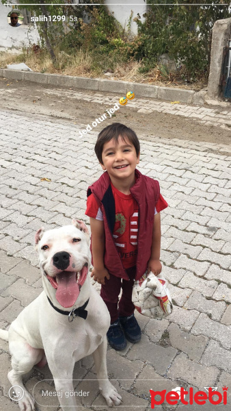 Dogo Arjantin, Köpek  Zed fotoğrafı