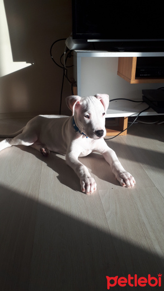 Dogo Arjantin, Köpek  Zed fotoğrafı