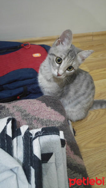 Tekir Kedi, Kedi  Şeker fotoğrafı