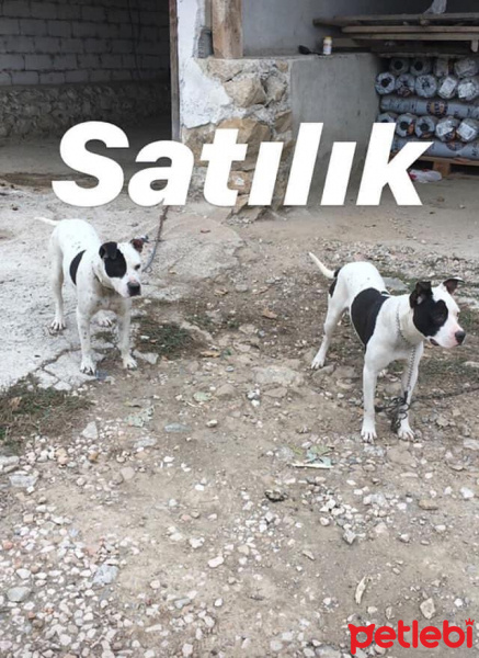 Amerikan Pitbull Terrier, Köpek  Hera ve Zeus.  (05057 115 55 19) fotoğrafı