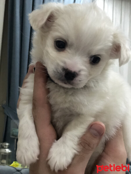 Maltese, Köpek  Badi fotoğrafı