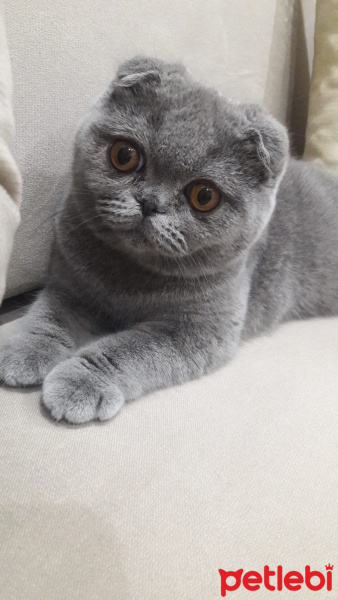 Scottish Fold, Kedi  Contes fotoğrafı