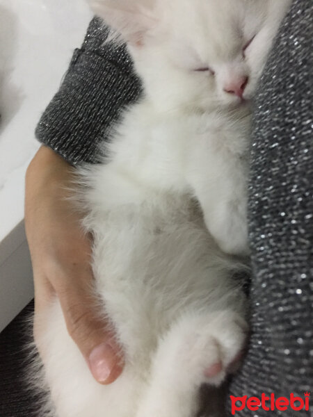 British Shorthair, Kedi  Mızmız fotoğrafı