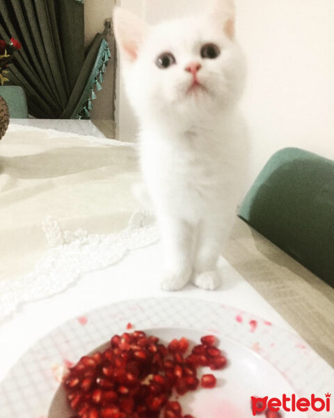 British Shorthair, Kedi  Mızmız fotoğrafı