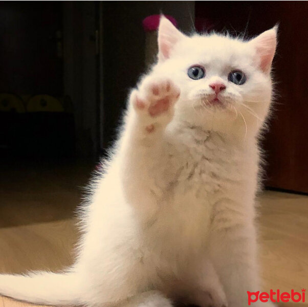 British Shorthair, Kedi  Mızmız fotoğrafı