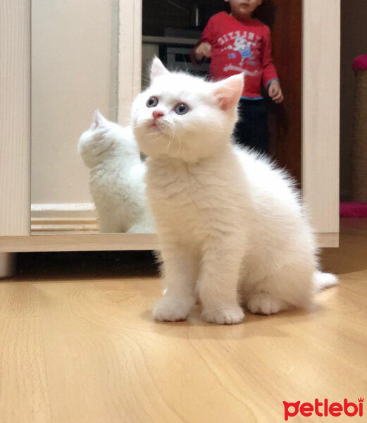 British Shorthair, Kedi  Mızmız fotoğrafı