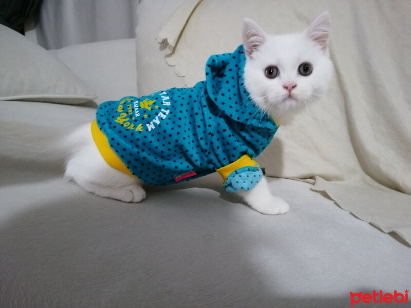 British Shorthair, Kedi  Mızmız fotoğrafı