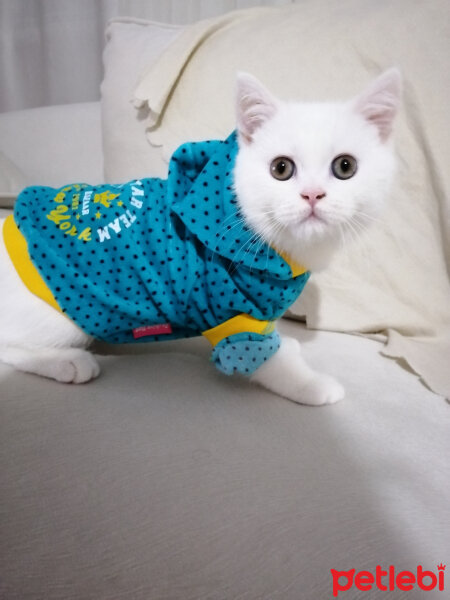 British Shorthair, Kedi  Mızmız fotoğrafı