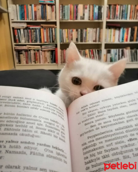 British Shorthair, Kedi  Mızmız fotoğrafı