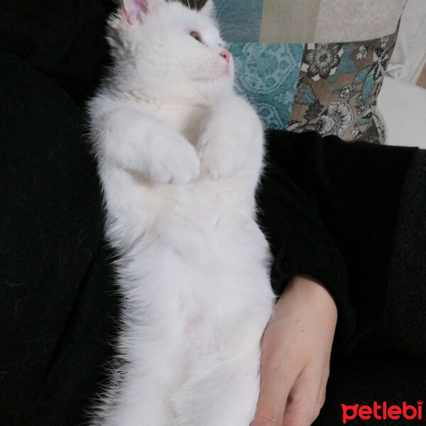 British Shorthair, Kedi  Mızmız fotoğrafı