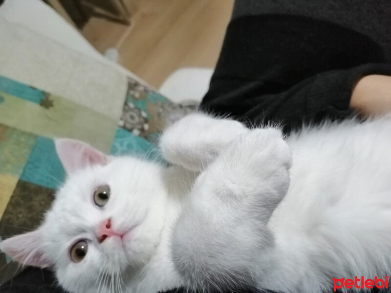 British Shorthair, Kedi  Mızmız fotoğrafı