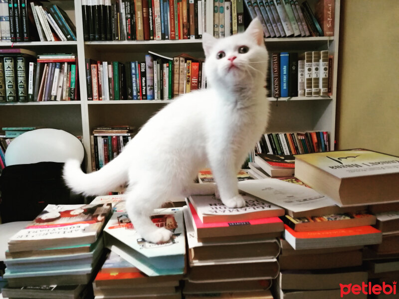 British Shorthair, Kedi  Mızmız fotoğrafı